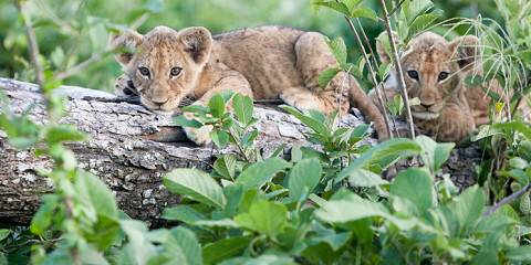 Chobe National Park Safari Tour