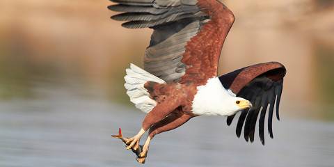 ½-Day Chobe River Cruise Safari