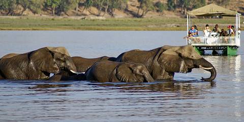 chobe safari in