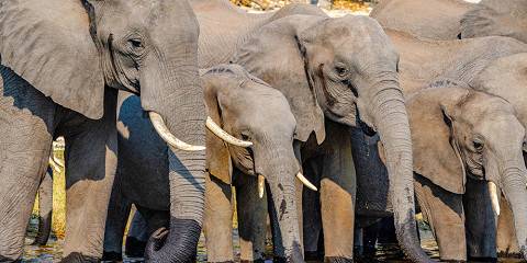 5-Day Botswana Safari in Savuti and Chobe