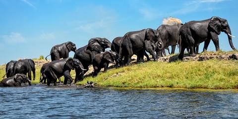 namibia botswana and victoria falls safari