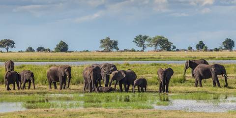 8-Day Botswana Northern Highlights & Victoria Falls