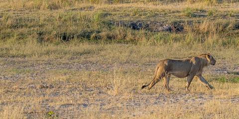 1-Day Chobe Full Day Game Drive