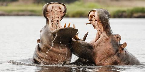 5-Day Okavango Delta Special with Great Plain Safari