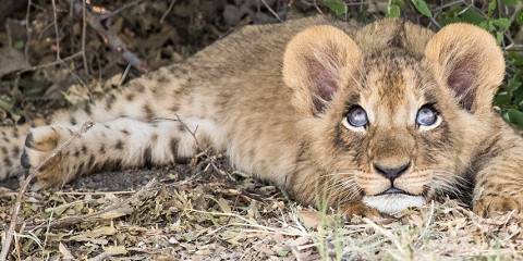 4-Day Victoria Falls and Chobe Safari