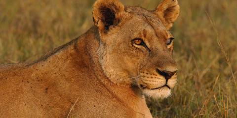 4-Day Exclusive Chobe River & Game Experience