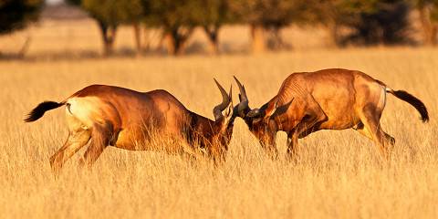 3-Day Exploring Central Kalahari Game Reserve