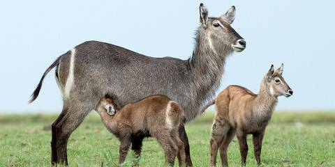 4-Day Moremi Game Reserve Exploration