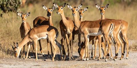 7-Day Wild Horizons Safari