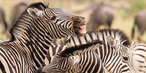 3-Day Victoria Falls Chobe Game Mid-Range Accommodation