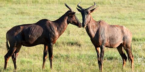 7-Day Classic Safari