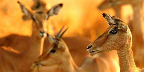 4-Day Premium Chobe Safari Retreat