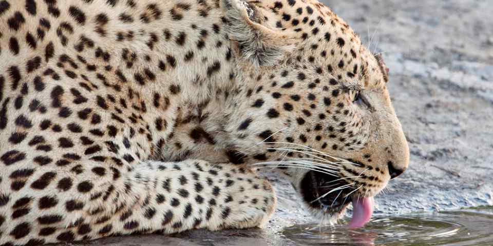 4-Day North Tanzania Safari Manyara-Serengeti-Ngorongoro