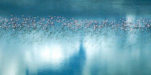 3-Day Rwanda Gorilla and Golden Monkeys