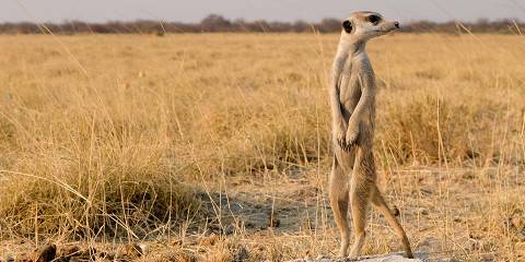 6-Day Meerkat-Focused Tour - Gweta & Nxai Pan
