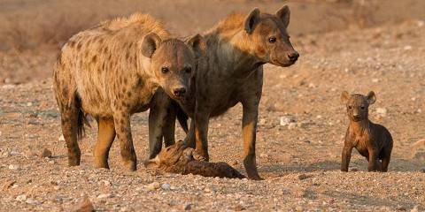 4-Day Big Five Chobe Park & Victoria Falls Tour