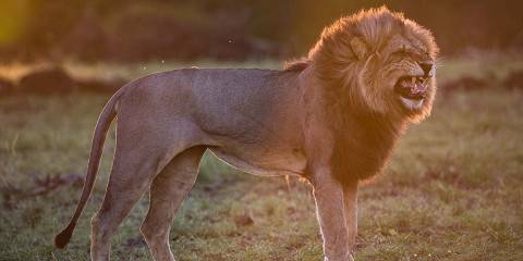 1-Day Chobe Scenic Experience with Lunch from Vic Falls