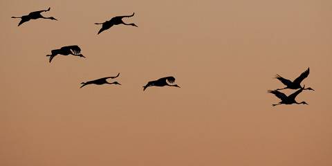 11-Day (Last Minute Travel Rate) - Botswana