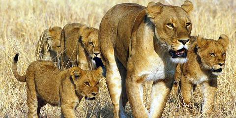 7-Day Big Cats Botswana Safari