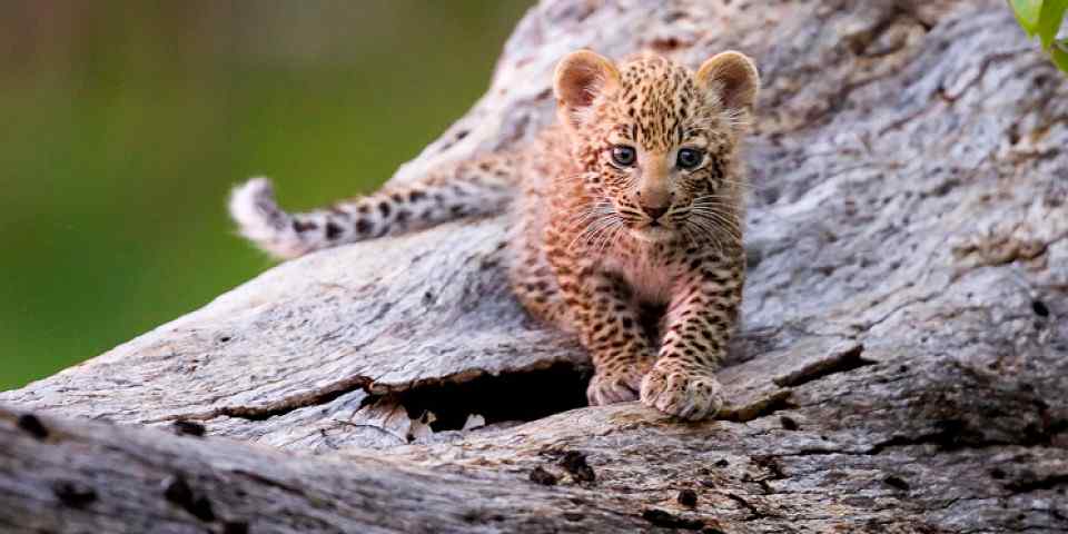 6-Day Masai Mara Lake Nakuru Amboseli Group Joining Tour