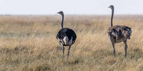 4-Day Sail Okavango Reeds
