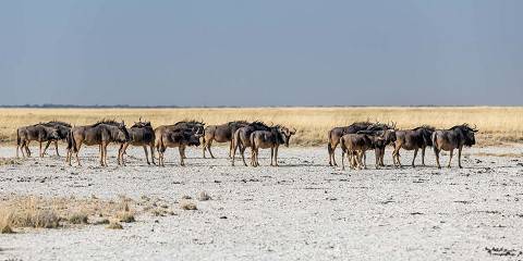 3-Day Chobe Safari Explorer Experience