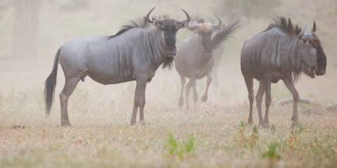 12-Day Best of Botswana