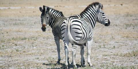6-Day Zebra Migration Safari - Nxai Pan & Khumaga