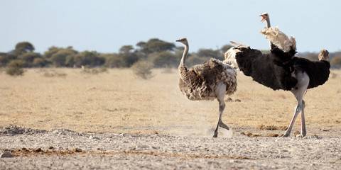 3-Day Central Kalahari Game Reserve Explore