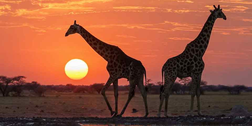 5-Day Okavango Photo Expedition - Khwai