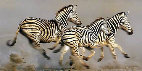 1-Day Moremi Game Reserve Explorer