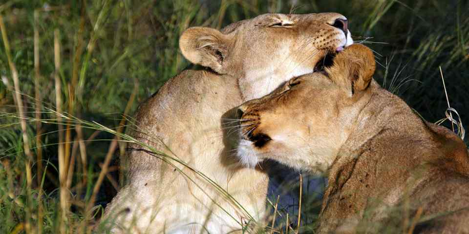 3-Day Chobe NP Budget Safari from Victoria Falls