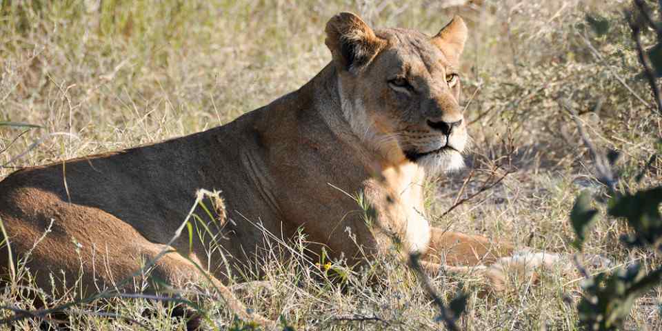 5-Day Majestic Northern Tanzania Safari