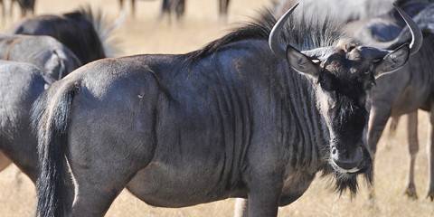 4-Day Makgadikgadi to Maun