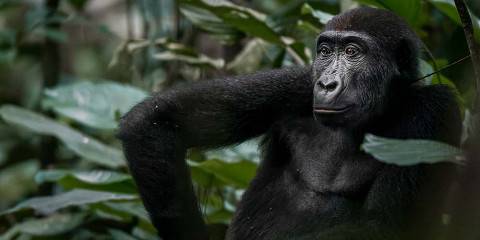 8-Day Odzala Safari & Gorilla Trekking