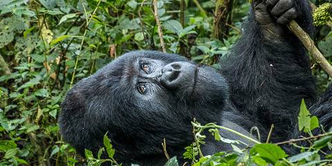 12-Day With 11 Nights in Odzala-Kokoua Wilderness Safari