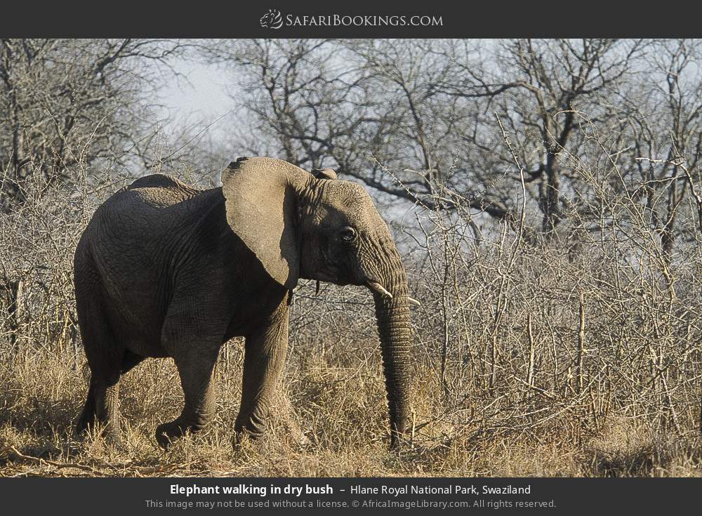 Elephant walking in dry bush in Hlane Royal National Park, Eswatini