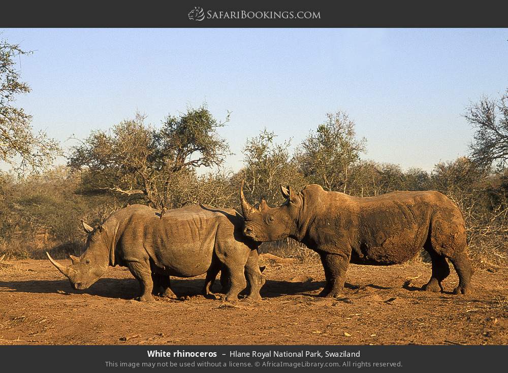 White rhinoceros in Hlane Royal National Park, Eswatini