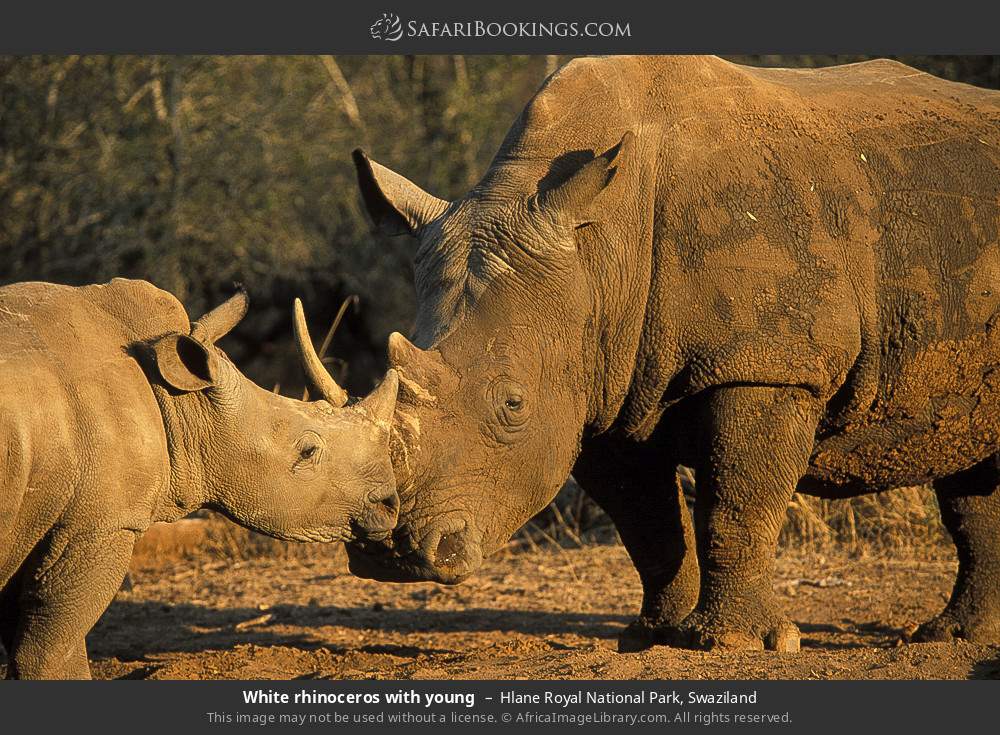 White rhinoceros with young in Hlane Royal National Park, Eswatini