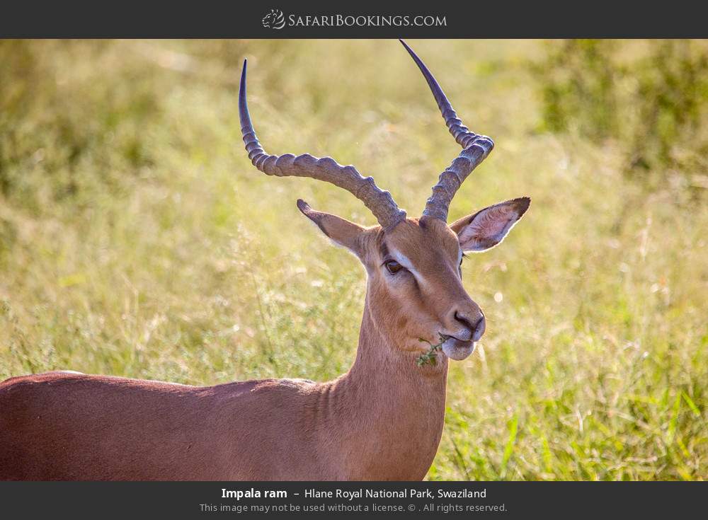 Impala ram in Hlane Royal National Park, Eswatini