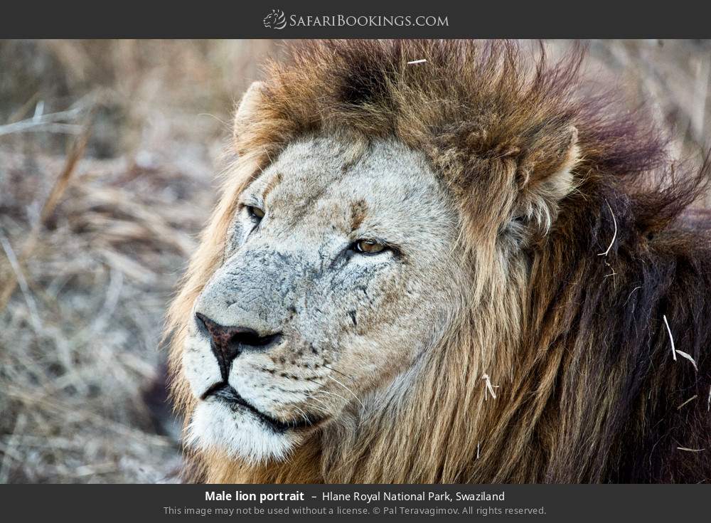 Male lion portrait in Hlane Royal National Park, Eswatini