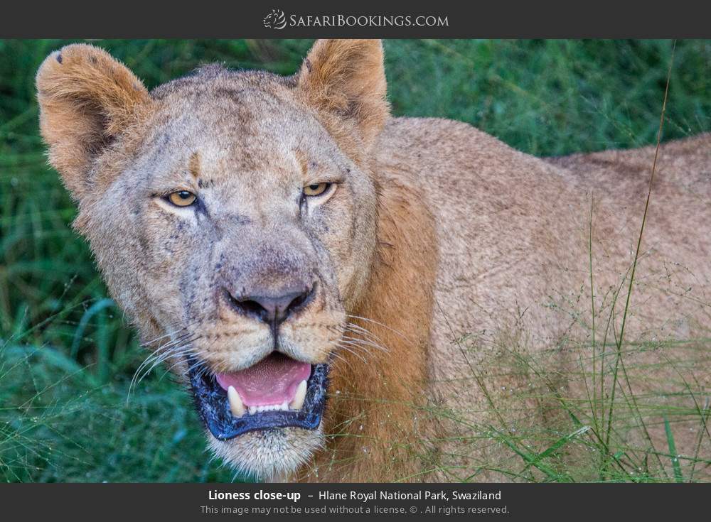 Lioness close-up in Hlane Royal National Park, Eswatini