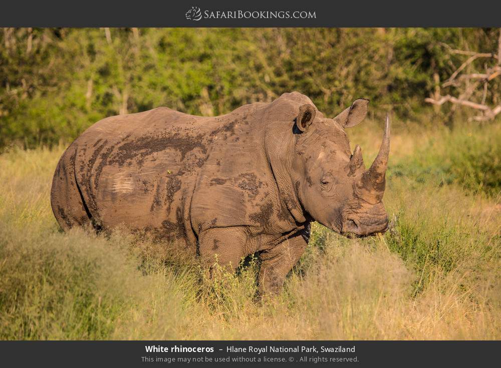 White rhinoceros in Hlane Royal National Park, Eswatini