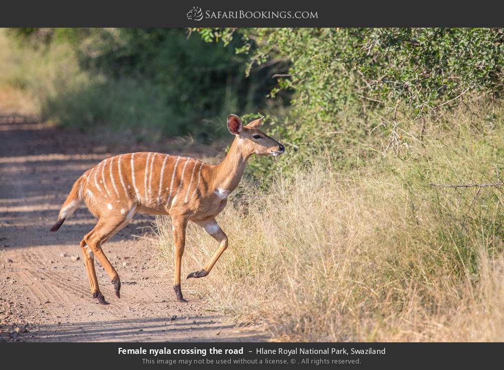 Female nyala crossing the road in Hlane Royal National Park, Eswatini
