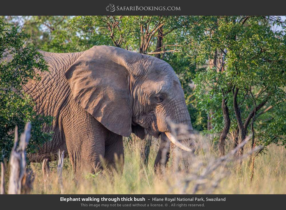 Elephant walking through thick bush in Hlane Royal National Park, Eswatini