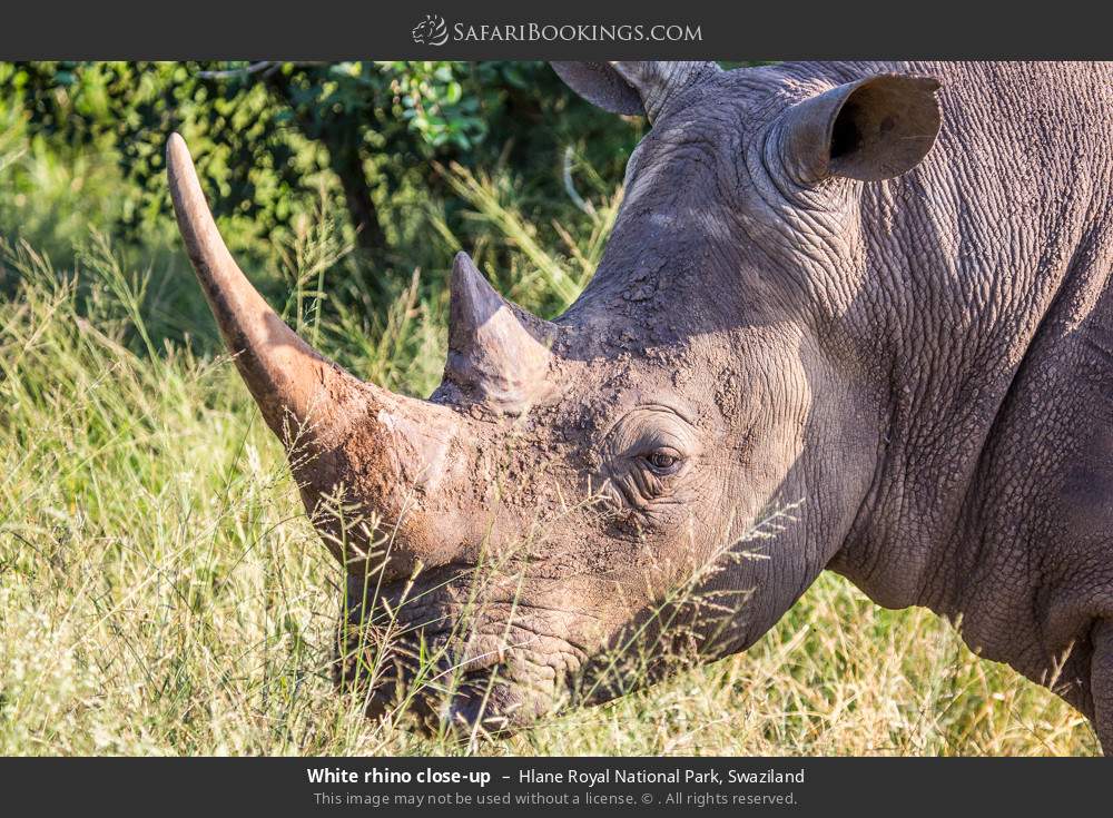 White rhino close-up in Hlane Royal National Park, Eswatini