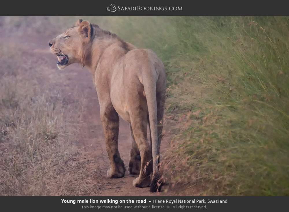Young male lion walking on the road in Hlane Royal National Park, Eswatini