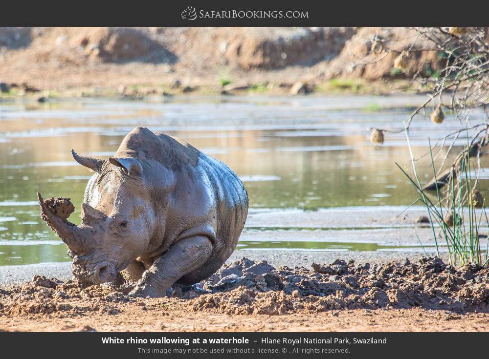 White rhino wallowing at a waterhole in Hlane Royal National Park, Eswatini