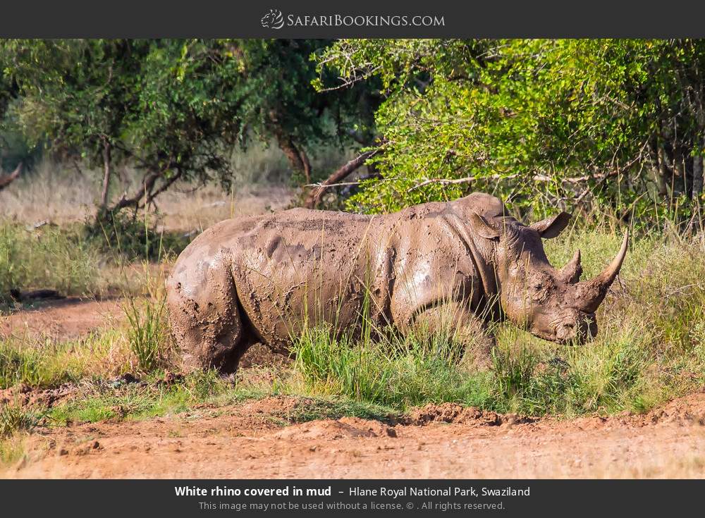 White rhino covered in mud in Hlane Royal National Park, Eswatini