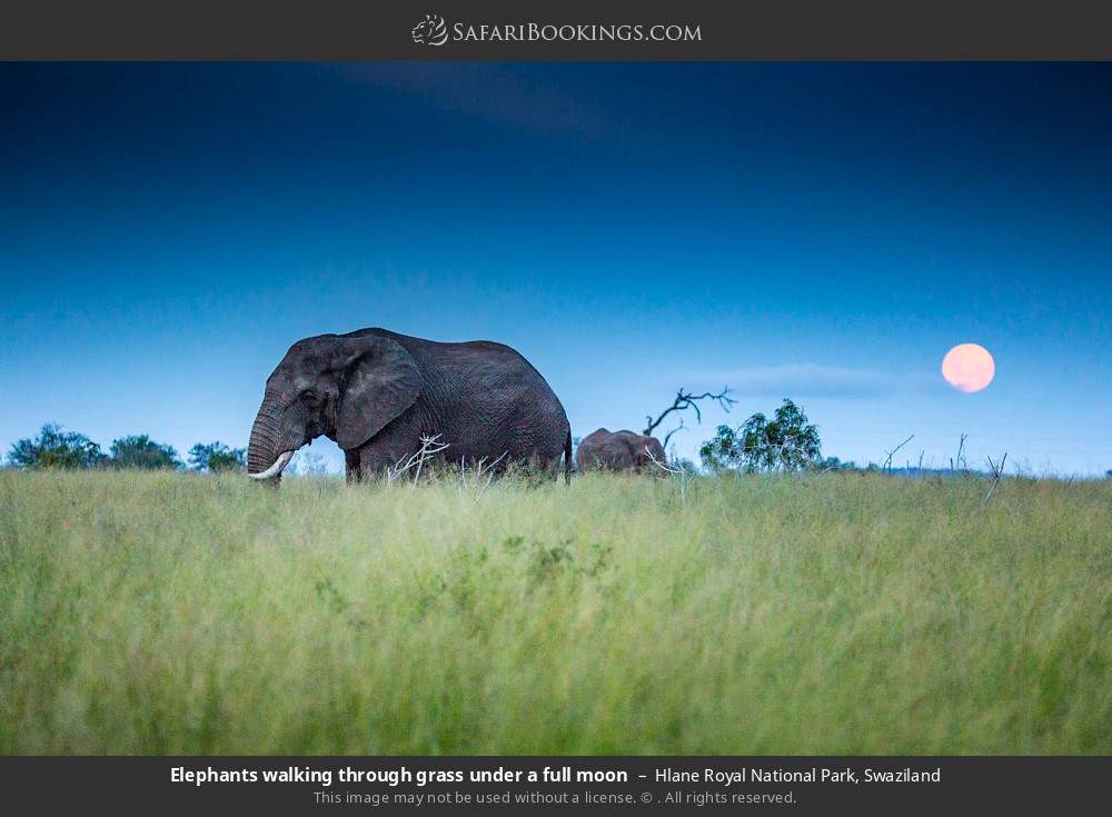 Elephants walking through grass under a full moon in Hlane Royal National Park, Eswatini
